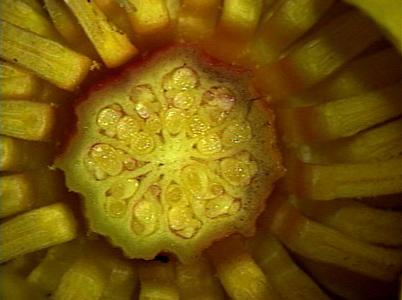 Cross section of ovary of Nuphar variegatum