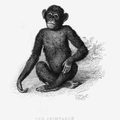 The Chimpanse, Homo troglodytes. Lin