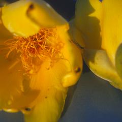 Close-up of Cochlospermum flowers