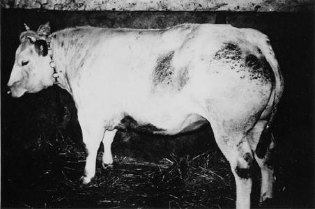Belgian breed of cow