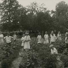 Students weeding in the victory garden
