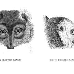 Black-Fronted Lemur and White-Fronted Lemur