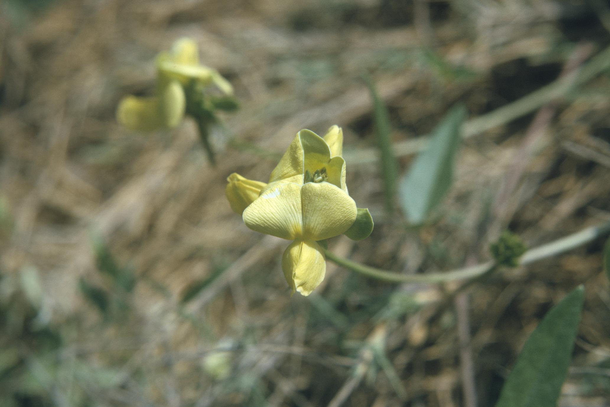 Vigna (Fabaceae), Pachacamae