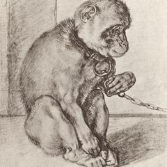 Captive Capuchin Sketch