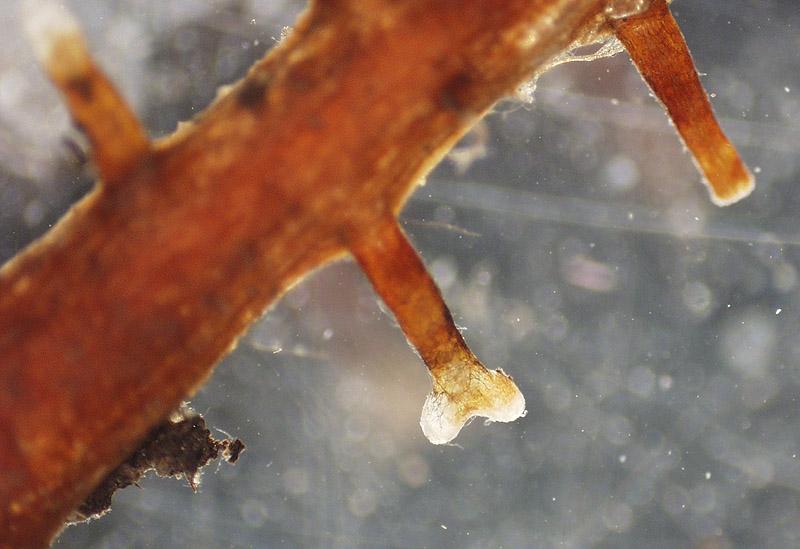 Pine pollen - 40x objective - UWDC - UW-Madison Libraries