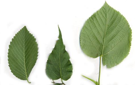 Composite : leaves of three genera - Ulmus, Celtis, and Tilia