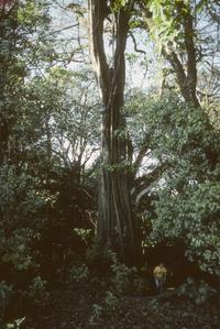 Fig tree in cloud forest  near Los Mazos
