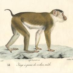 Southern Pig-Tailed Macaque Print