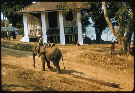 Elephant going to river