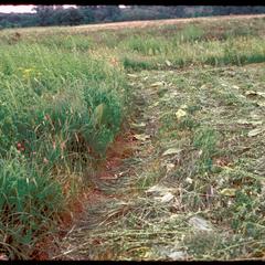 Mowed area near Lime Prairie, taken soon after the June 28th mow, Curtis Prairie, University of Wisconsin Arboretum