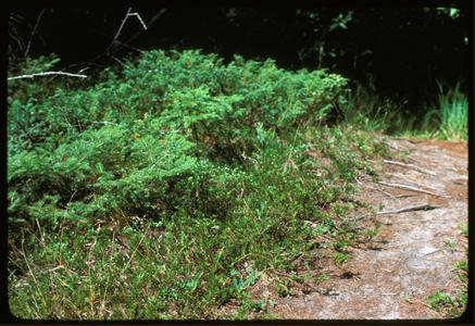 Picea mariana and Juniperus horizontalis, The Ridges Sanctuary, State Natural Area
