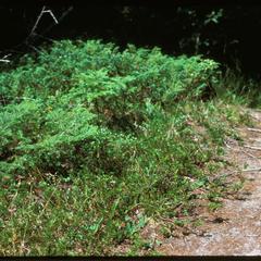 Picea mariana and Juniperus horizontalis, The Ridges Sanctuary, State Natural Area