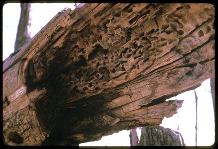 Carpenter ant tunnels in a dead tree, Ridgeland