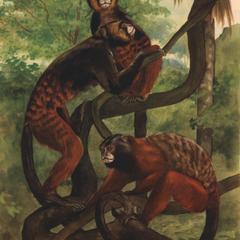 Tamarin nigricollis (upper monkeys), Tamarin lagonotus (lower monkey)