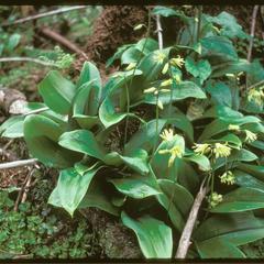 Yellow blue-bead-lily in bloom