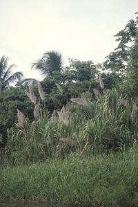 Palm swamp with Raphia taedigera