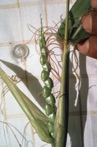 Natural F1 hybrid of Zea perennis and Zea mays