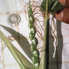 Natural F1 hybrid of Zea perennis and Zea mays