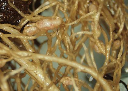 Detail of root nodules of red clover