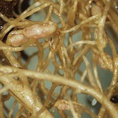 Detail of root nodules of red clover