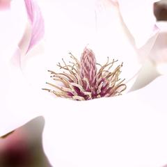 Magnolia x Soulangiana flower showing pistils and stamens