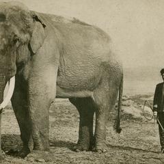 Elephant and trainer