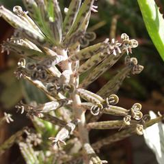 Phylloclades - detail of plantlets growing from the margins of Bryophyllum tubiflora
