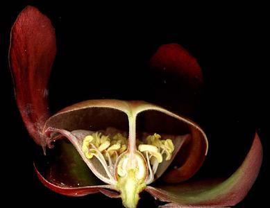 Floral dissection of Sarracenia