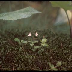 Twinflower