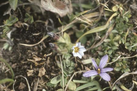 Flowers of gentian and blue-eyed grass, top of Sierra Cuchumatanes