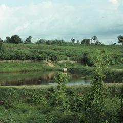 Fishpond and farm
