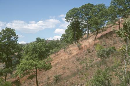 Pine forest on a very steep slope, near El Tablón