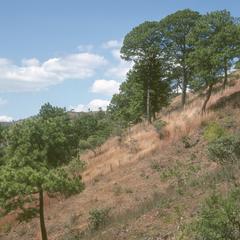 Pine forest on a very steep slope, near El Tablón