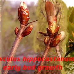 Composite of expansion of horse chestnut bud in the spring
