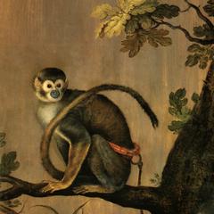 Captive Squirrel Monkey Print