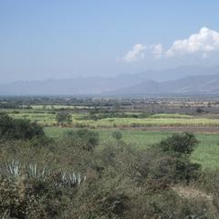 Irrigated valley with sugar cane, Jalisco