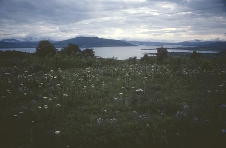 Stevia species and Lago Patzcuaro