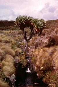 Giant Lobelia Plant on Mount Kenya