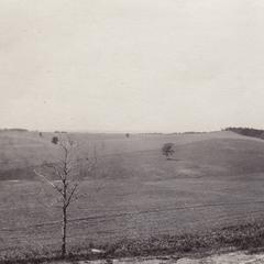1918 Training camp - field of pea vines