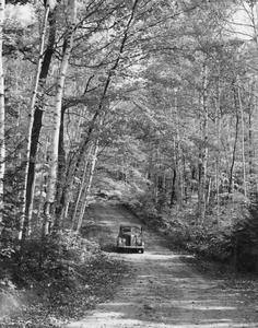 Car on woodland road