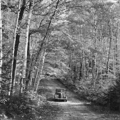 Car on woodland road