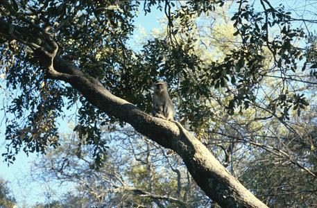 Monkey in Okavango Delta