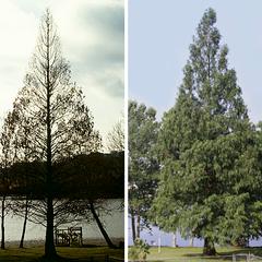Dawn redwood  tree in both winter and summer condition
