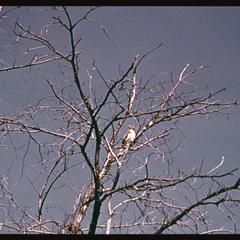 Redtail hawk perched in tree in winter