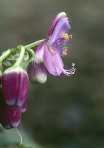 Tinantia leiocalyx flower, showing hairs on stamens