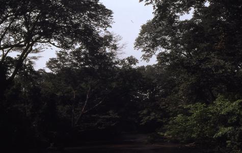 Trees surrounding Osun River
