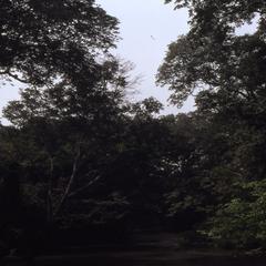 Trees surrounding Osun River
