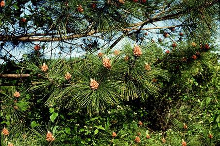 Red pine with lower boughs bearing clusters of microsporangiate strobili