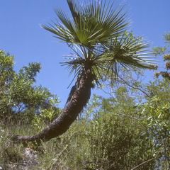 Palm on limestone outcrop, maybe a species of Thrinax?