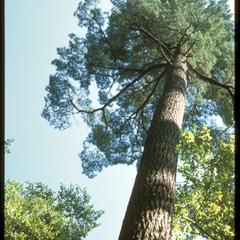 Giant white pine